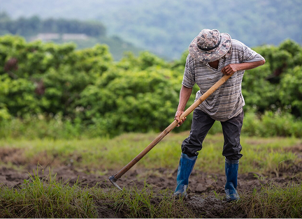 agriculture